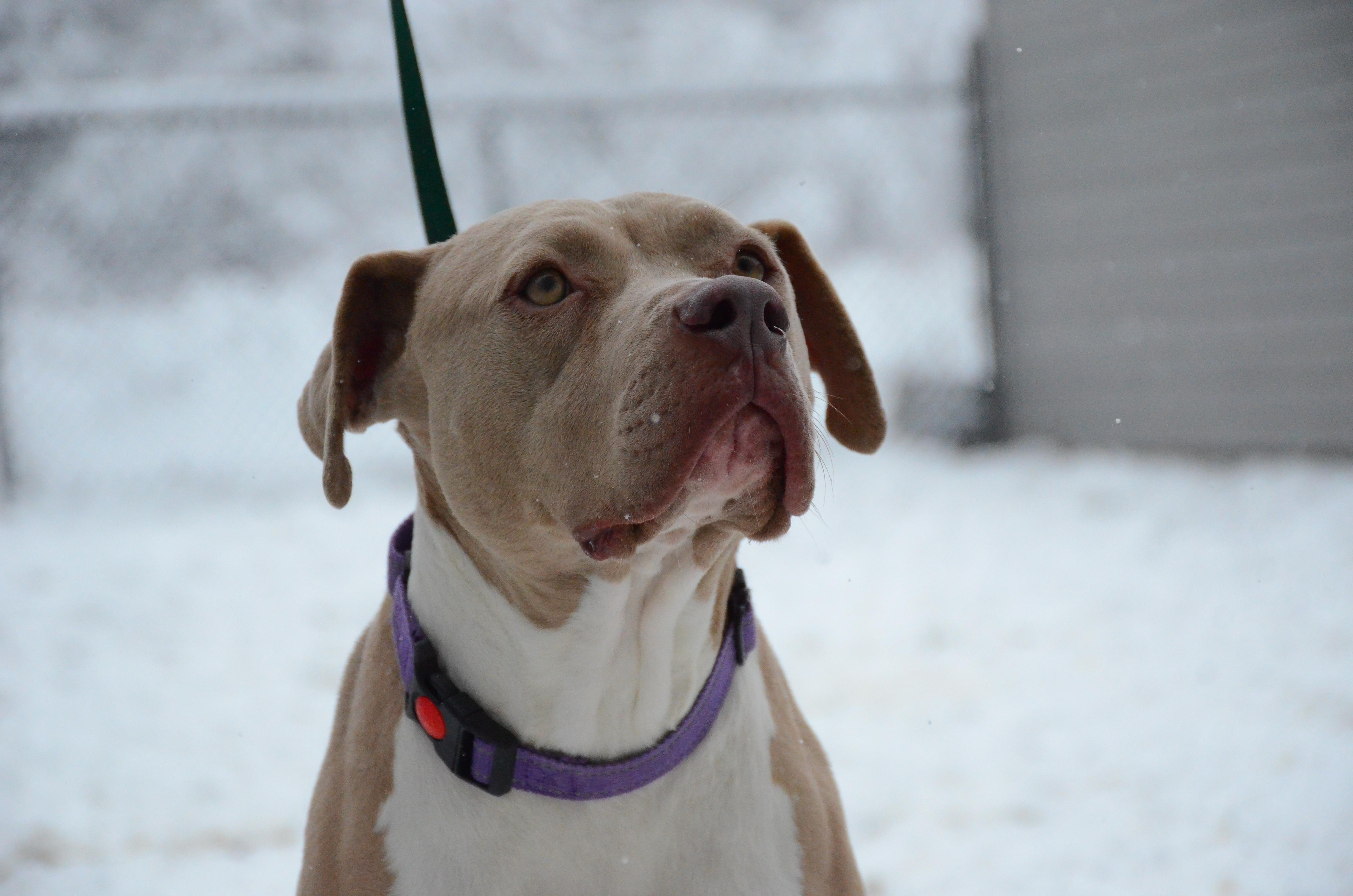 Enlarge Dory, an adoptable mixed breed in Montreal, QC image 1/2