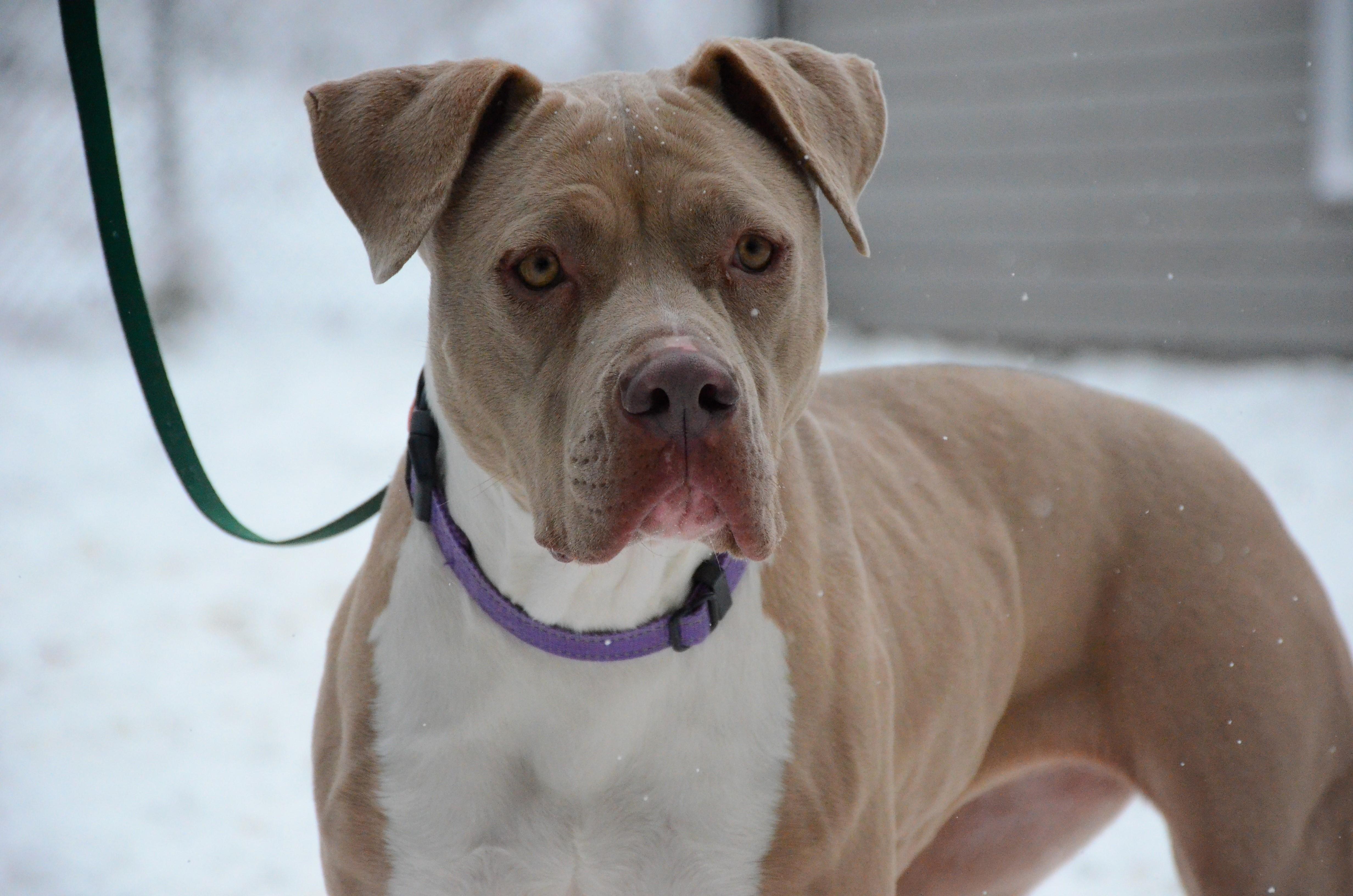 Enlarge Dory, an adoptable mixed breed in Montreal, QC image 2/2