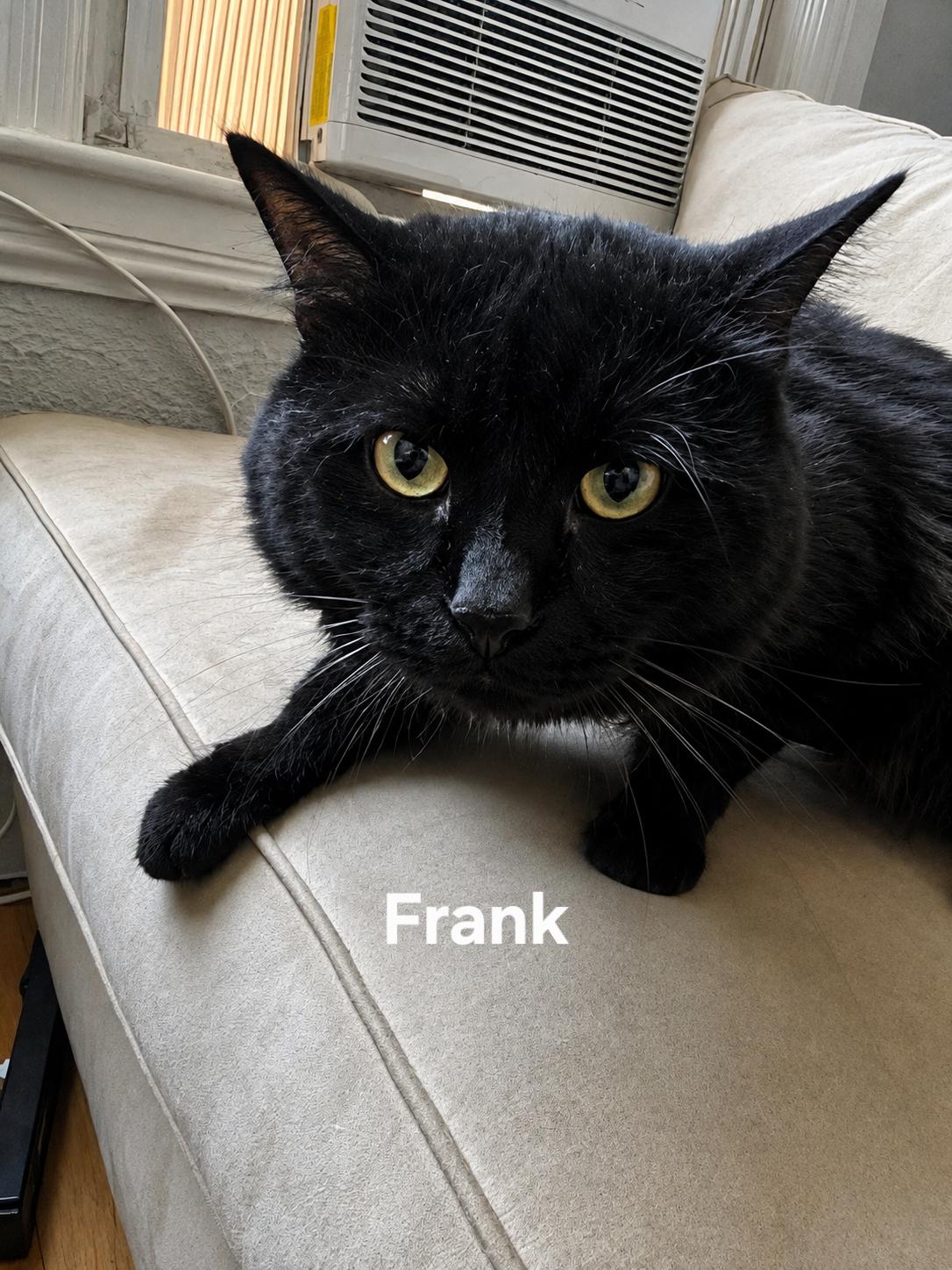 Frank, an adopted Domestic Short Hair in Chicopee, MA image 2/2