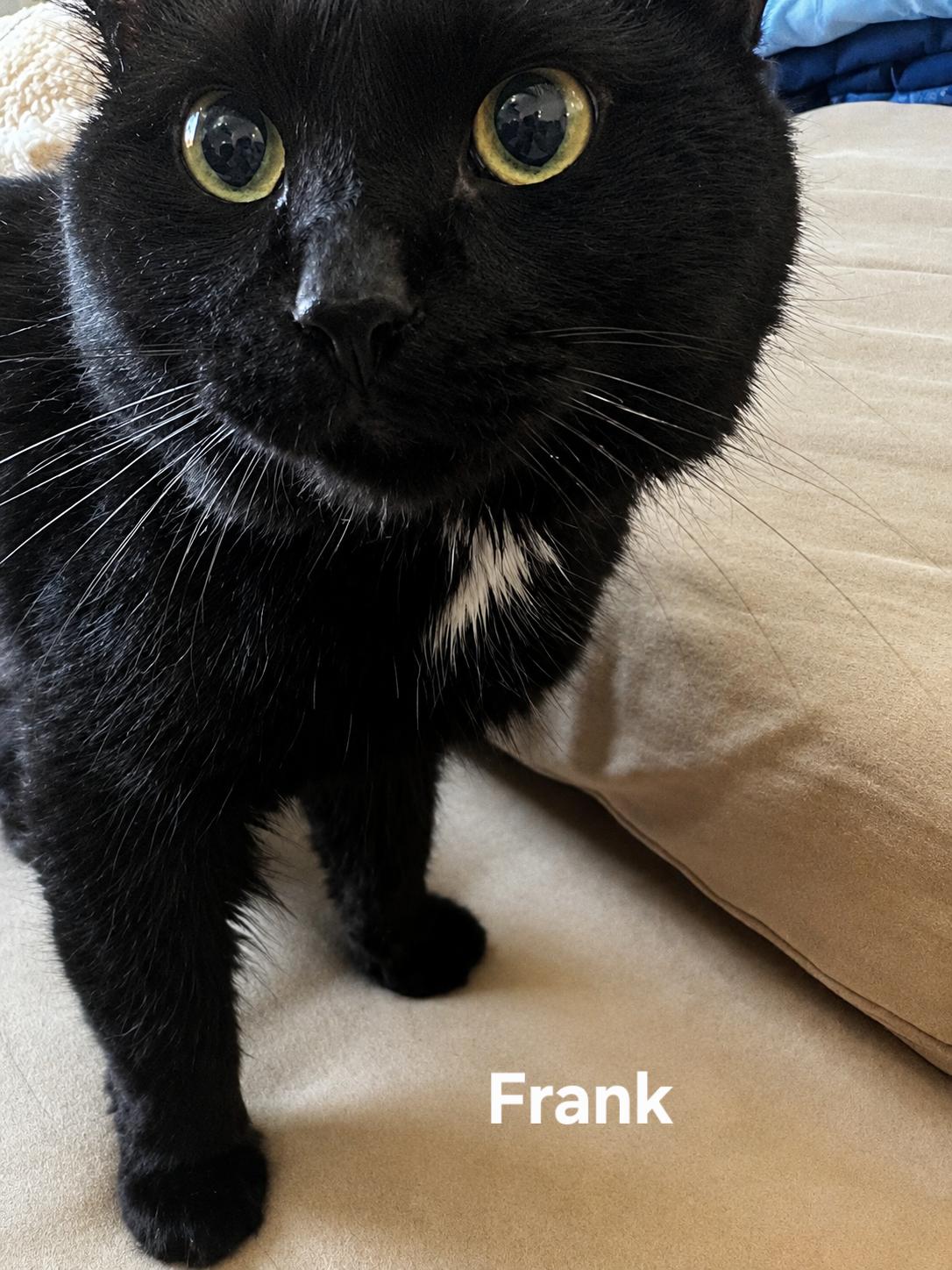 Frank, an adopted Domestic Short Hair in Chicopee, MA image 1/2