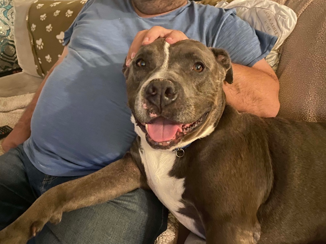 Solo, a Adoptable American Staffordshire Terrier in Los Angeles, CA image 2/3