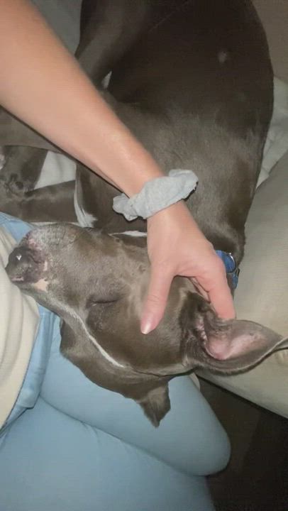 Enlarge Solo, a Adoptable American Staffordshire Terrier in Los Angeles, CA video 3/3