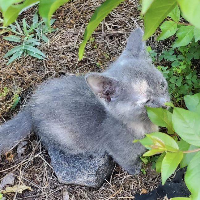 Tortie, Adoptable, Kitten Female Domestic Short Hair.