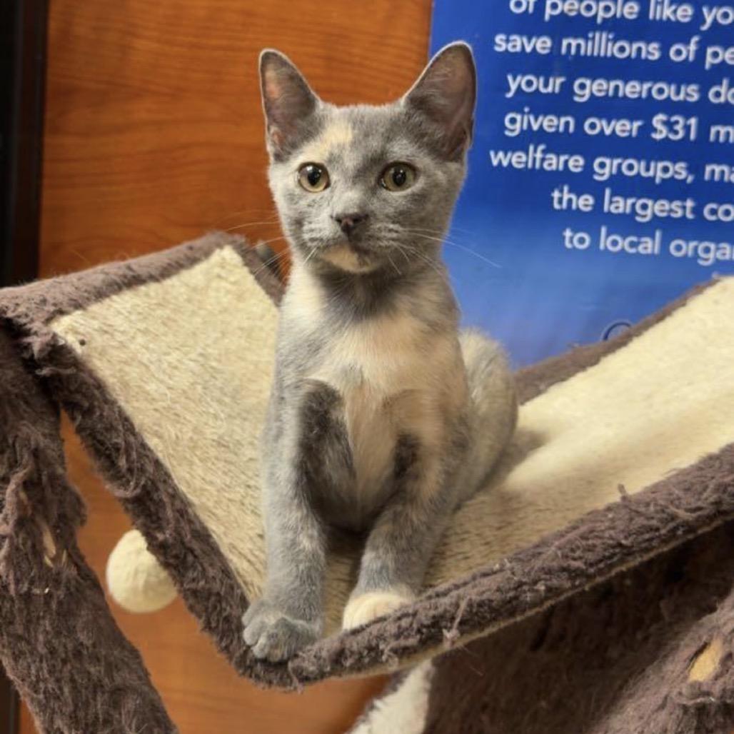 Enlarge Tortie, a Adoptable Domestic Short Hair in Mocksville, NC image 2/6