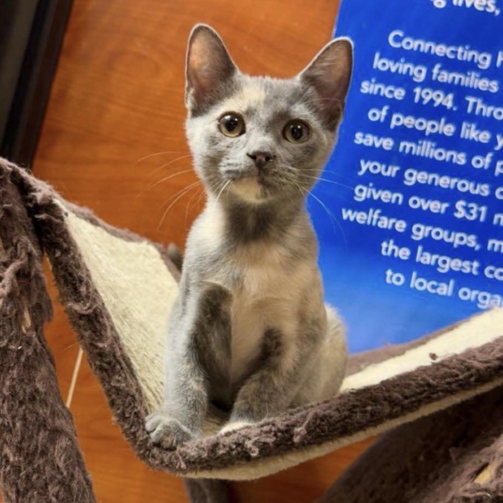 Enlarge Tortie, a Adoptable Domestic Short Hair in Mocksville, NC image 3/6
