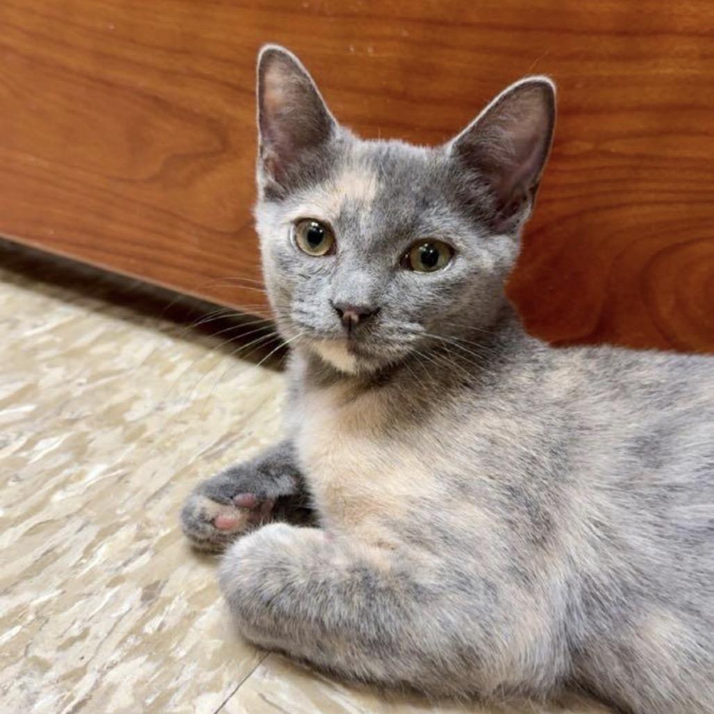 Enlarge Tortie, a Adoptable Domestic Short Hair in Mocksville, NC image 4/6