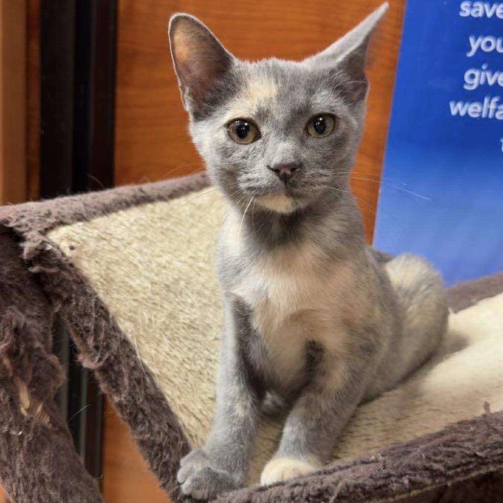 Enlarge Tortie, a Adoptable Domestic Short Hair in Mocksville, NC image 6/6