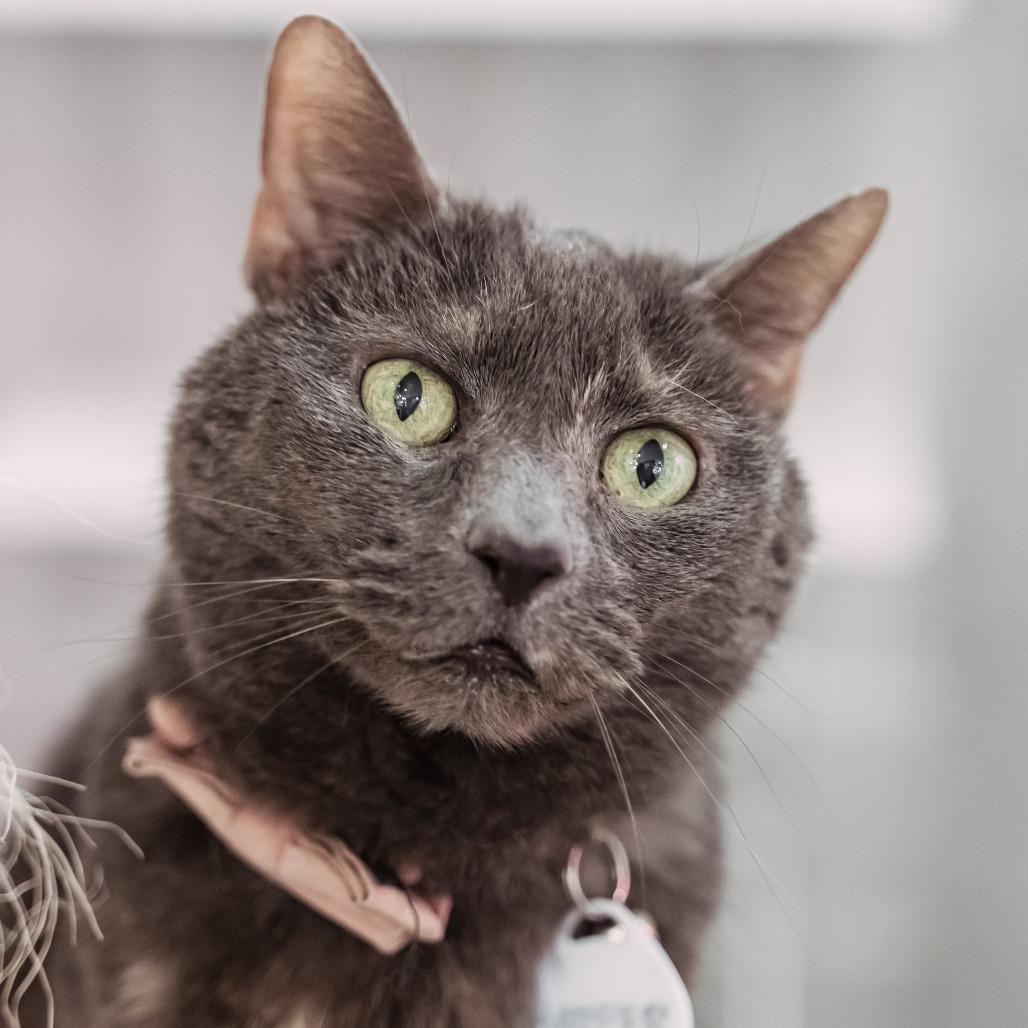 Harper, Adoptable, Senior Female Domestic Short Hair.