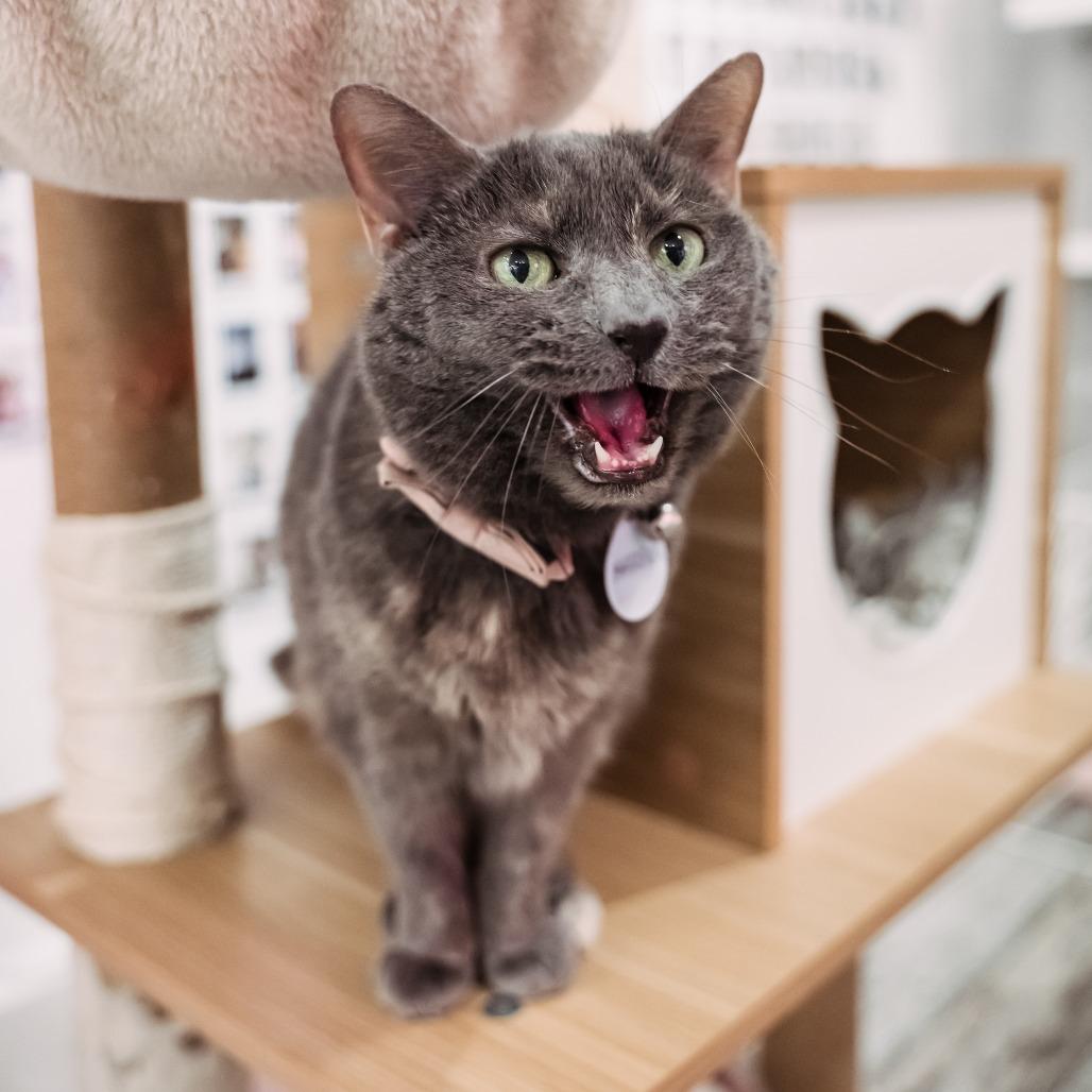 Harper, a Adoptable Domestic Short Hair in Fairfax Station, VA image 2/6