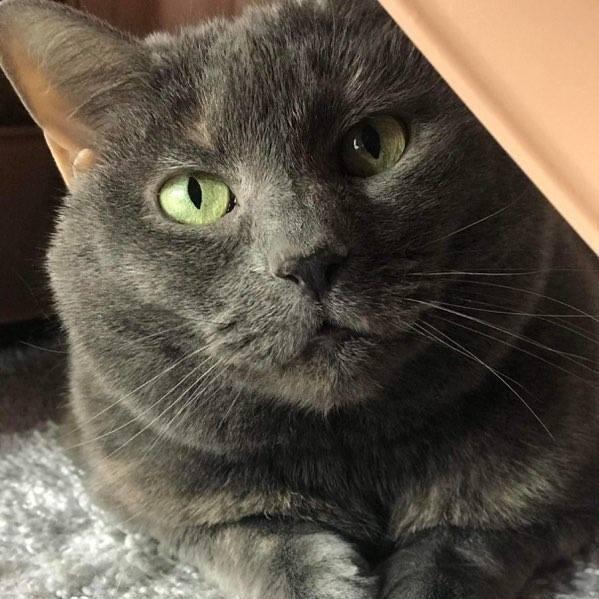 Harper, a Adoptable Domestic Short Hair in Fairfax Station, VA image 2/6