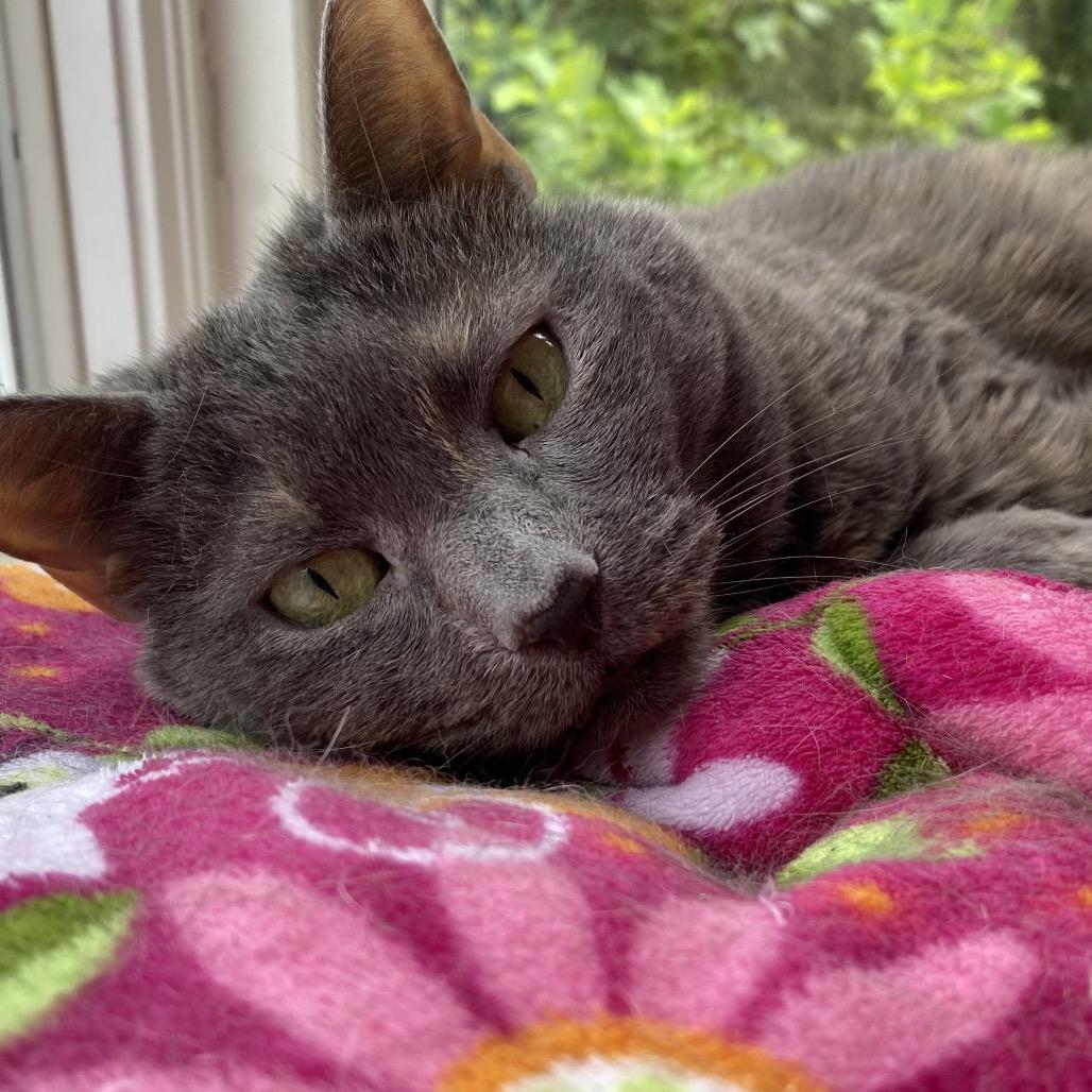 Harper, a Adoptable Domestic Short Hair in Fairfax Station, VA image 4/6