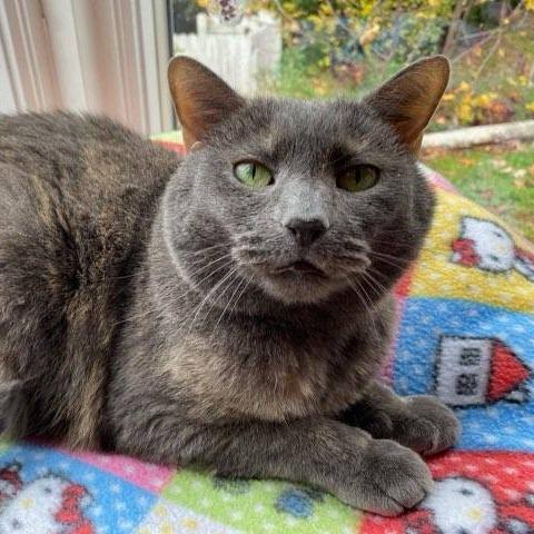 Harper, a Adoptable Domestic Short Hair in Fairfax Station, VA image 5/6