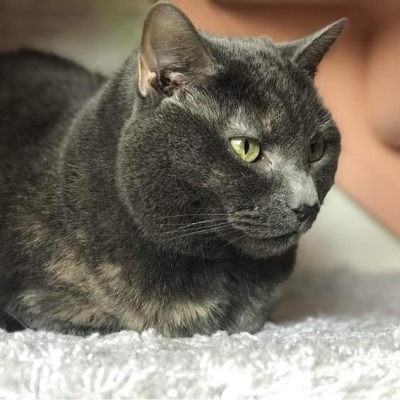 Harper, a Adoptable Domestic Short Hair in Fairfax Station, VA image 6/6