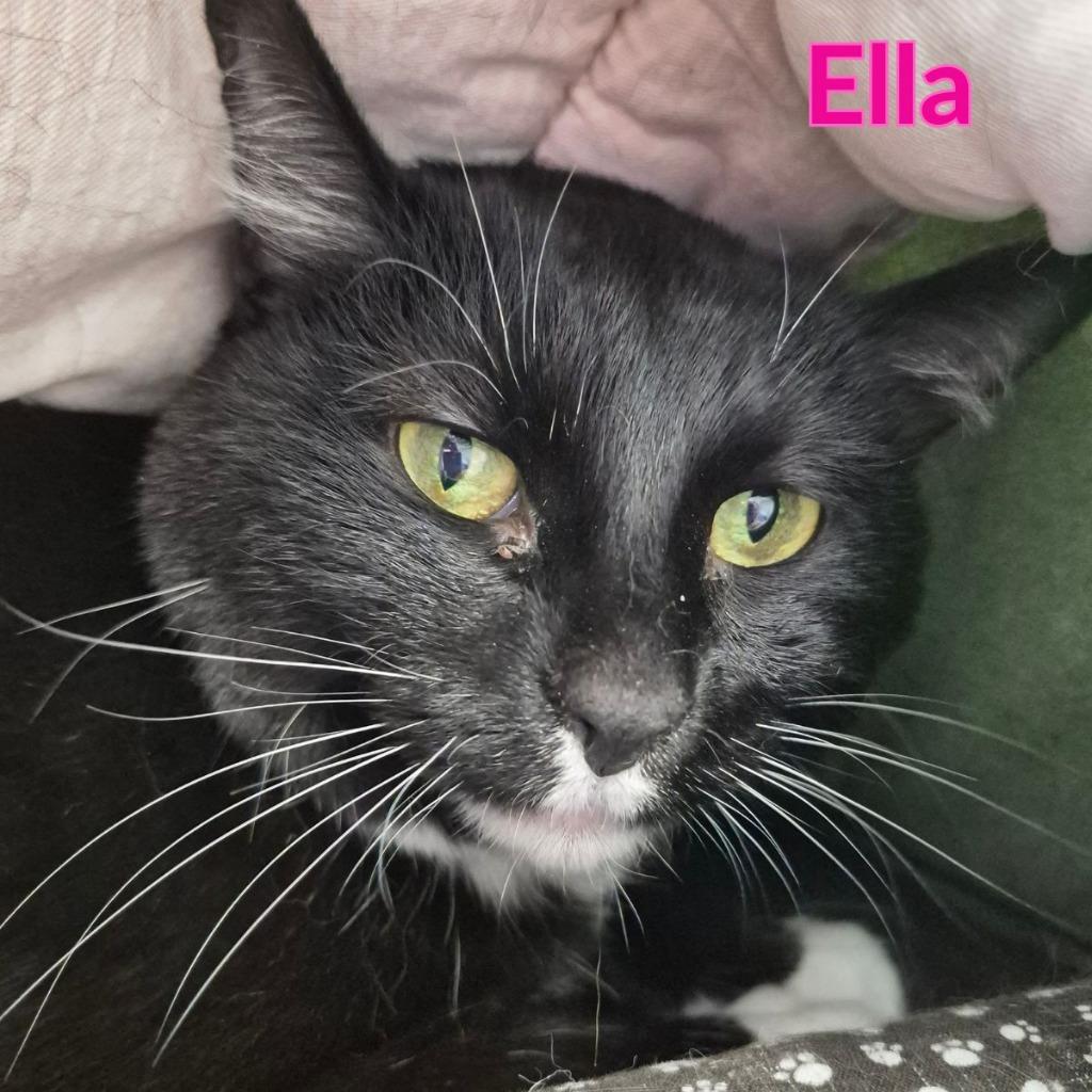 Enlarge Ella, a Adopted mixed breed in North Saint Paul, MN image 1/1
