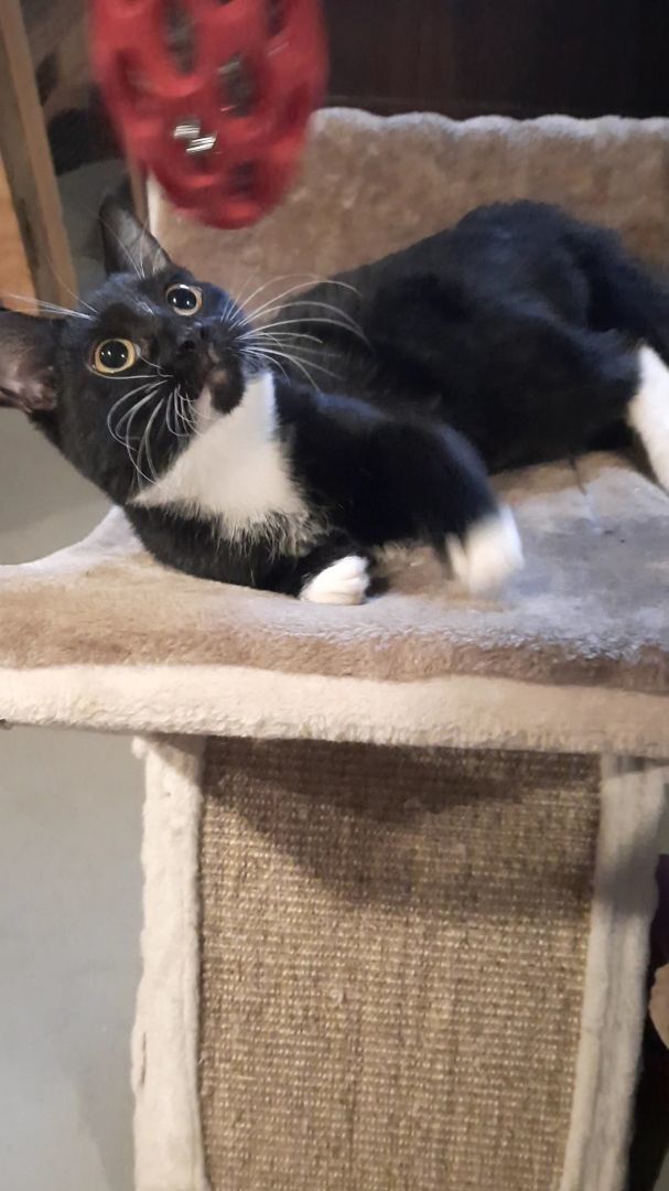 Tara, Adopted, Young Female Tuxedo.