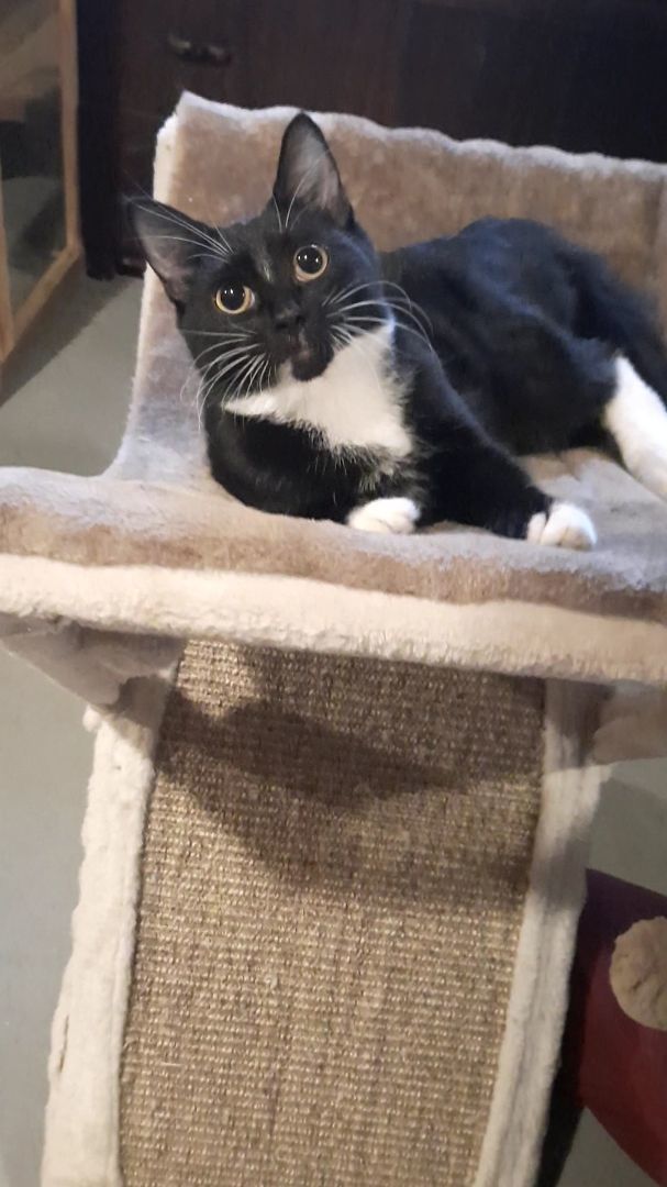 Enlarge Tara, a Adopted Tuxedo in Eagle Bridge, NY image 2/6