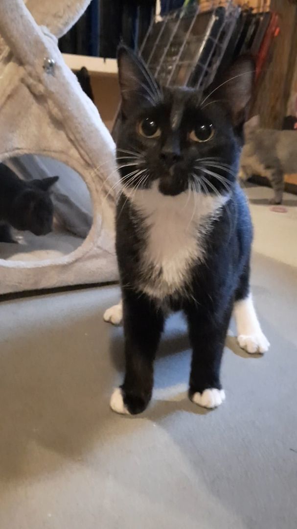 Enlarge Tara, a Adopted Tuxedo in Eagle Bridge, NY image 3/6