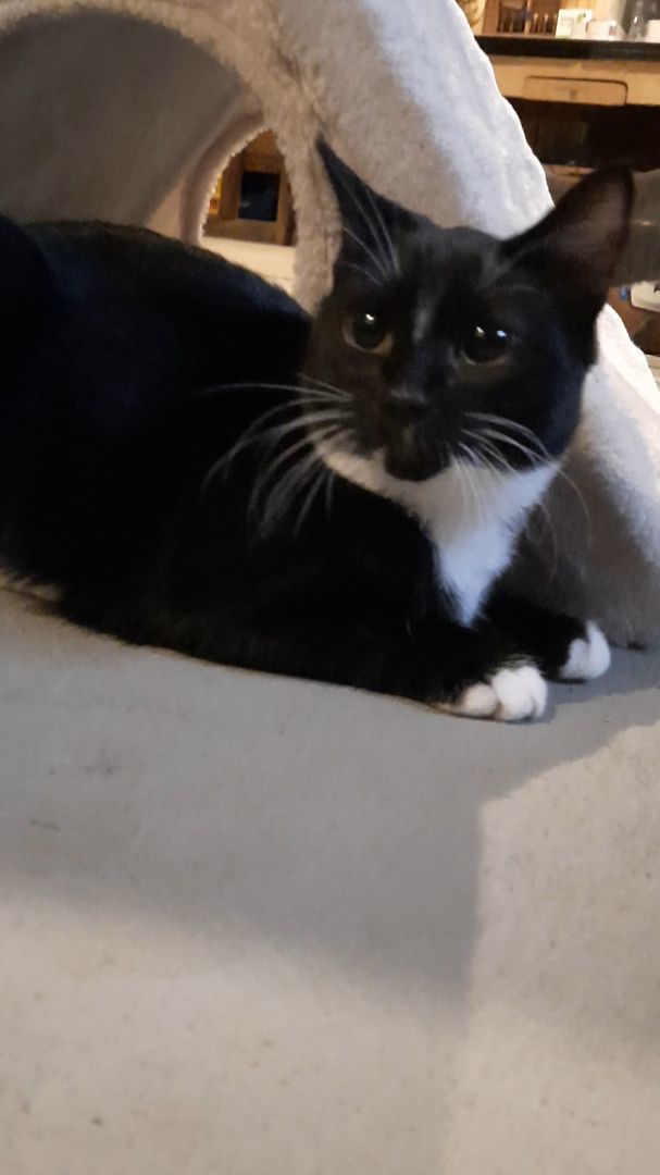 Enlarge Tara, a Adopted Tuxedo in Eagle Bridge, NY image 4/6