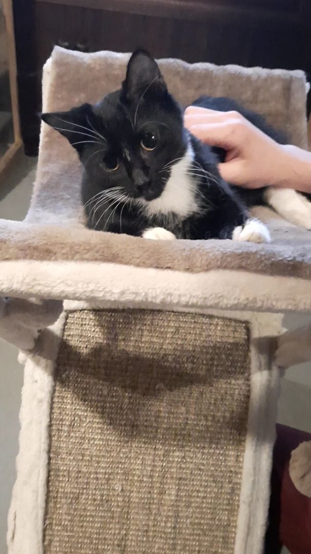 Enlarge Tara, a Adopted Tuxedo in Eagle Bridge, NY image 5/6