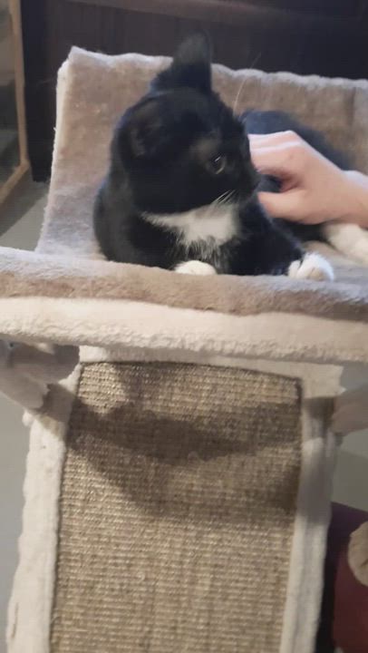 Enlarge Tara, a Adopted Tuxedo in Eagle Bridge, NY video 6/6