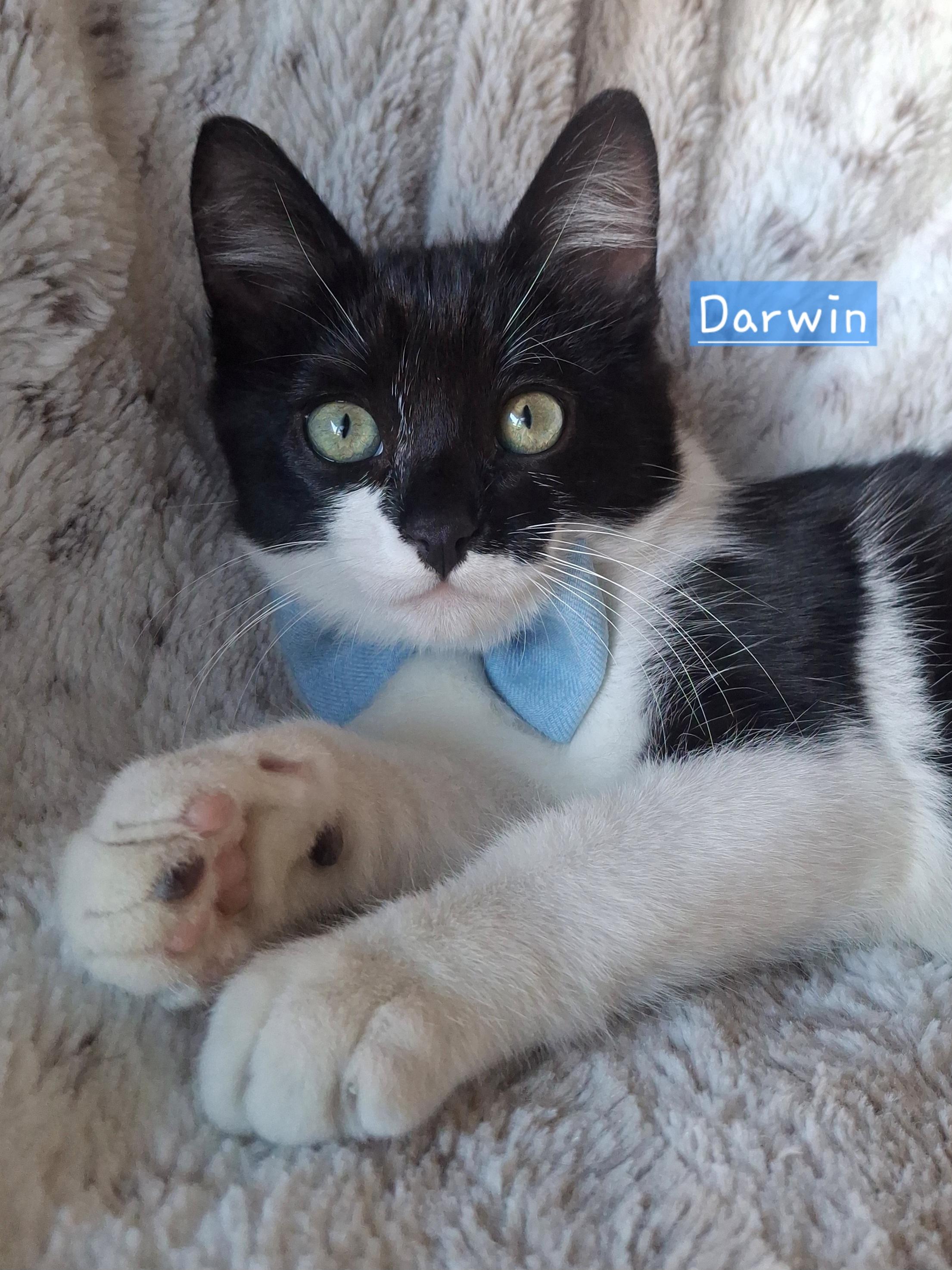 Enlarge :::Darwin:::, an adopted mixed breed in Buena Park, CA image 1/6