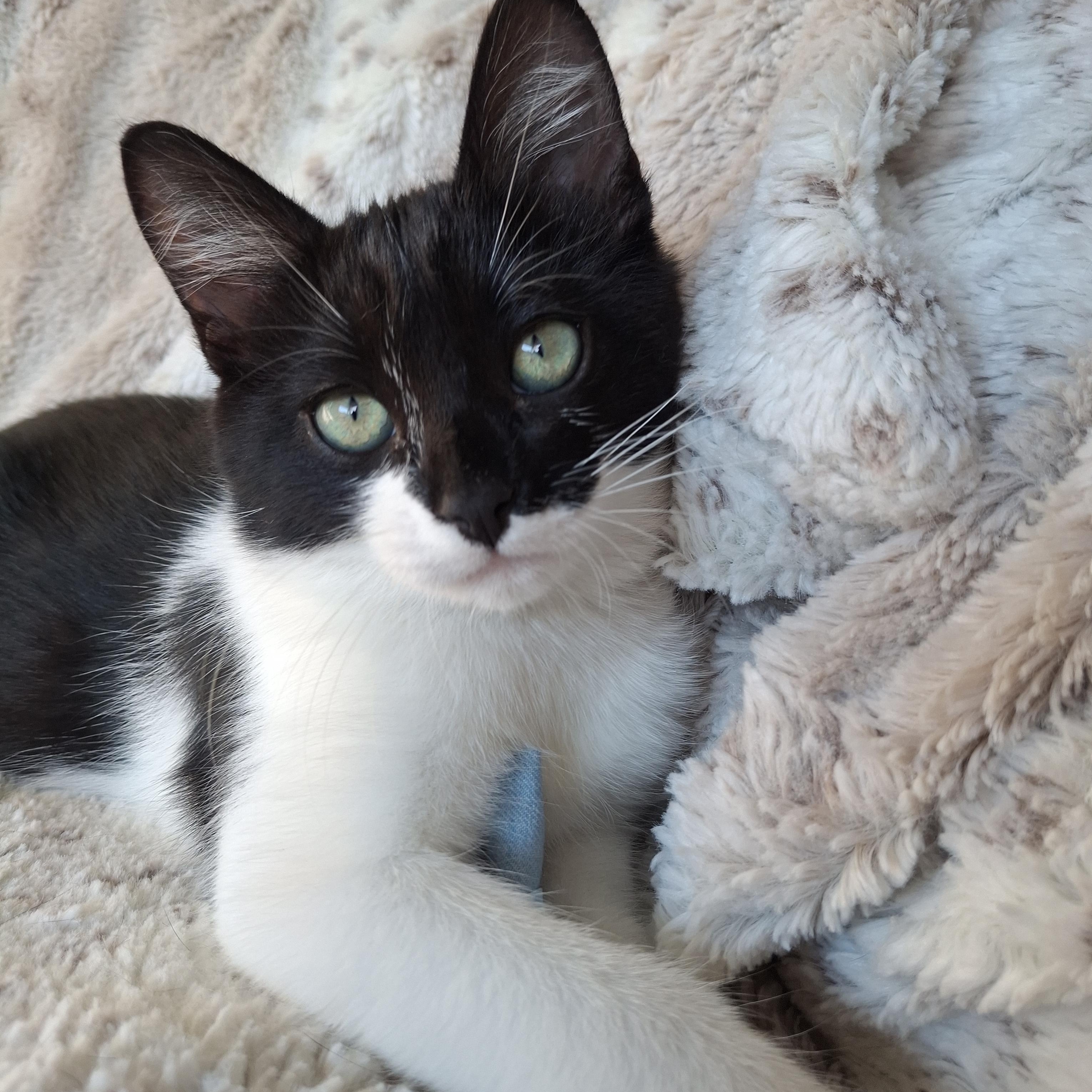 Enlarge :::Darwin:::, an adopted mixed breed in Buena Park, CA image 3/6