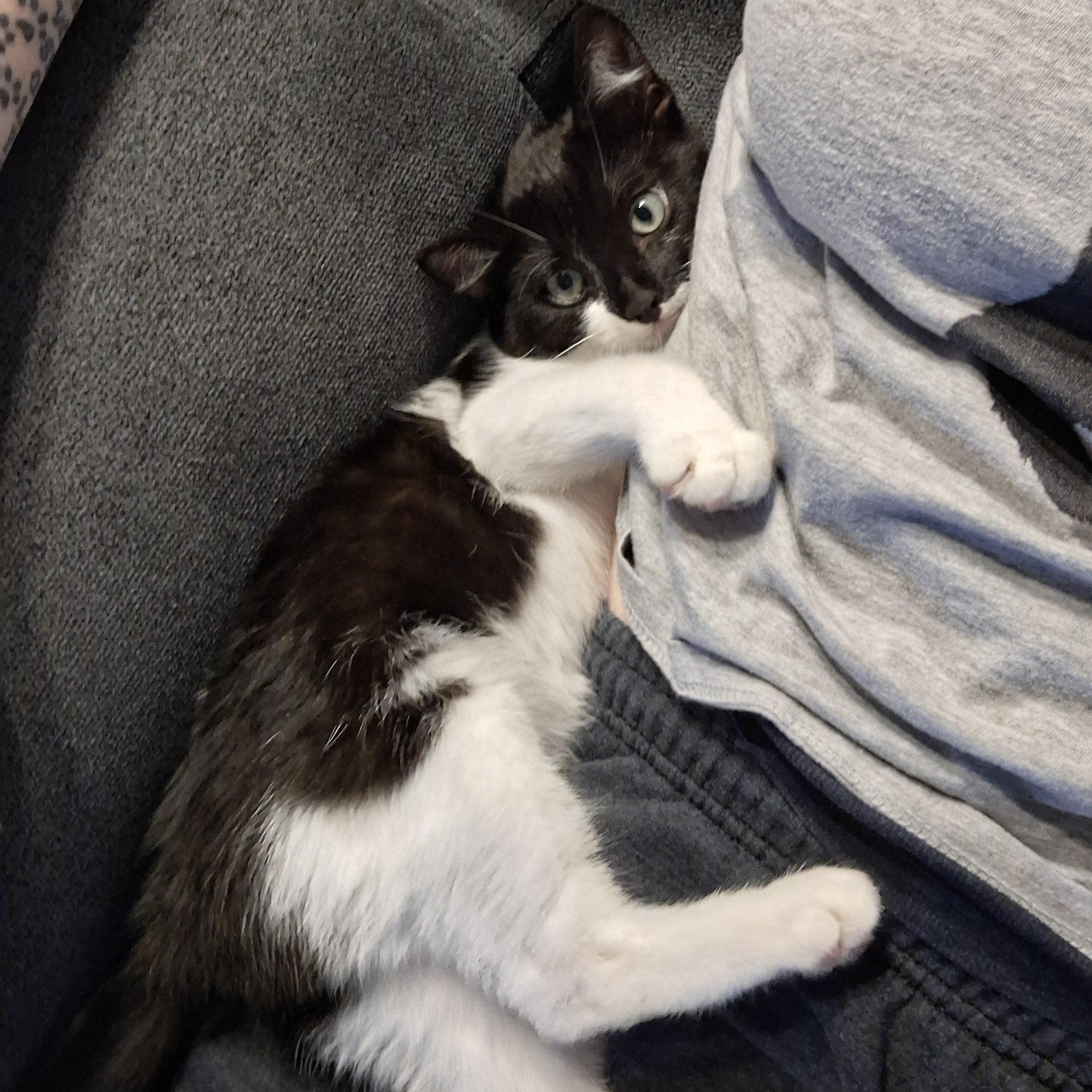 Enlarge :::Darwin:::, an adopted mixed breed in Buena Park, CA image 5/6