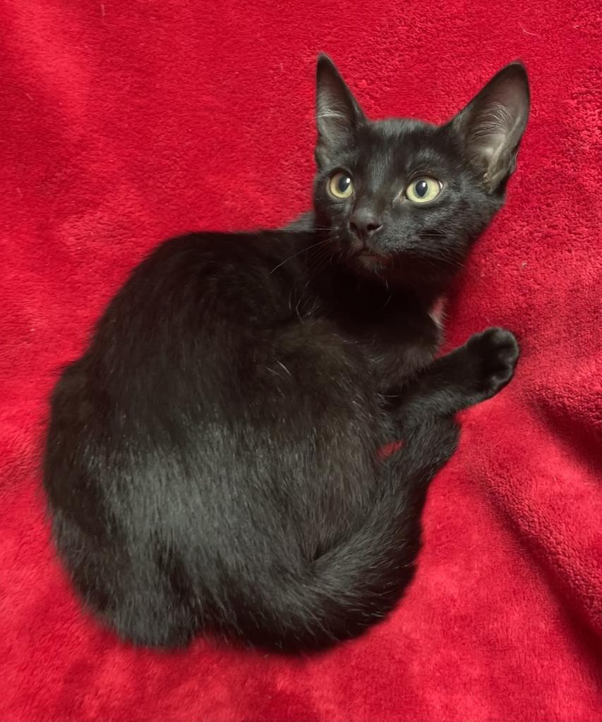 Jax, ADOPTABLE, Kitten Male Domestic Short Hair.