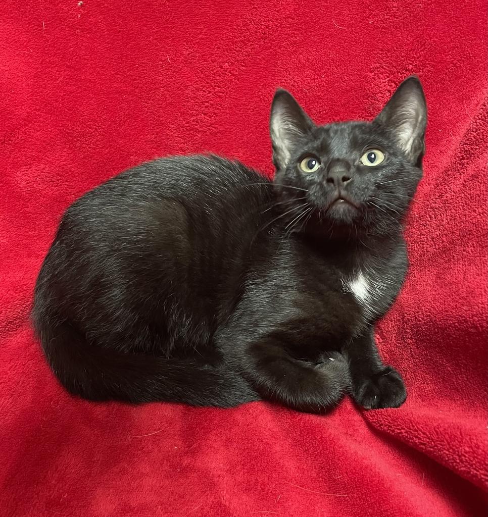 Enlarge Jax, a ADOPTABLE Domestic Short Hair in Jackson, MI image 5/5