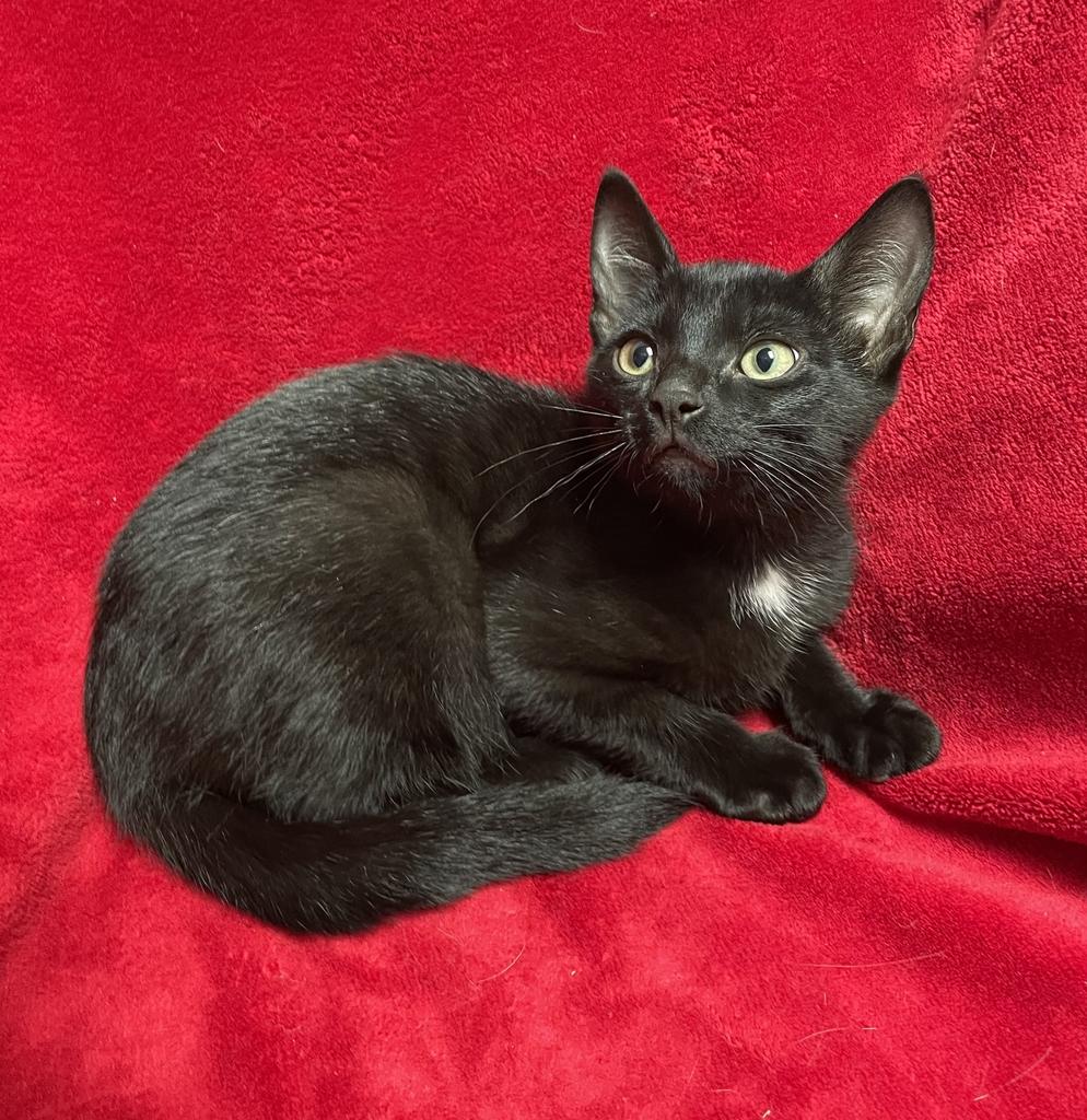Enlarge Jax, a ADOPTABLE Domestic Short Hair in Jackson, MI image 2/5