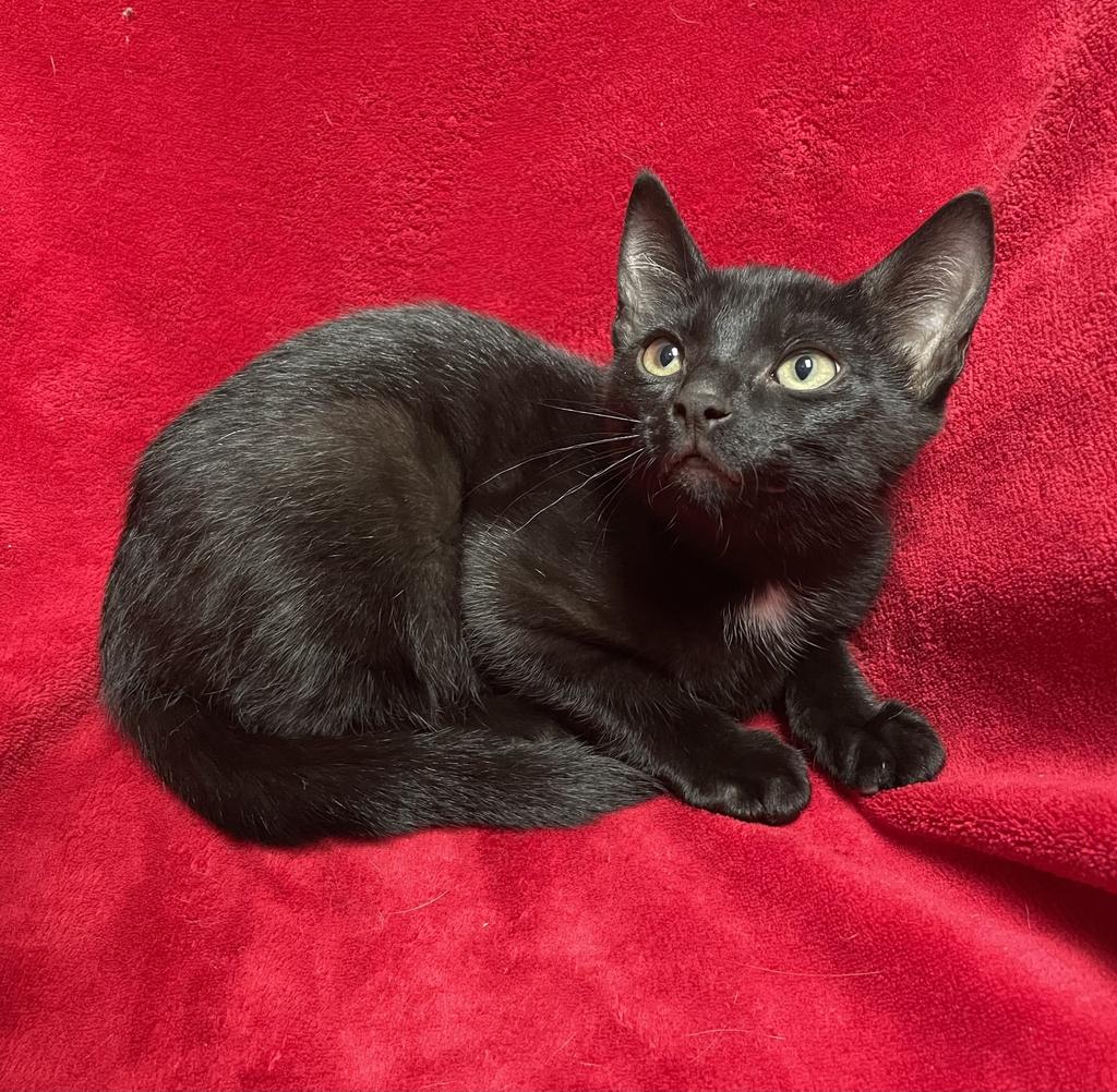 Enlarge Jax, a ADOPTABLE Domestic Short Hair in Jackson, MI image 4/5