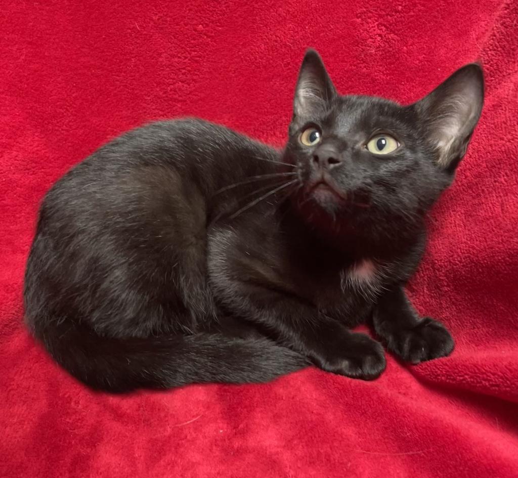 Enlarge Jax, a ADOPTABLE Domestic Short Hair in Jackson, MI image 3/5