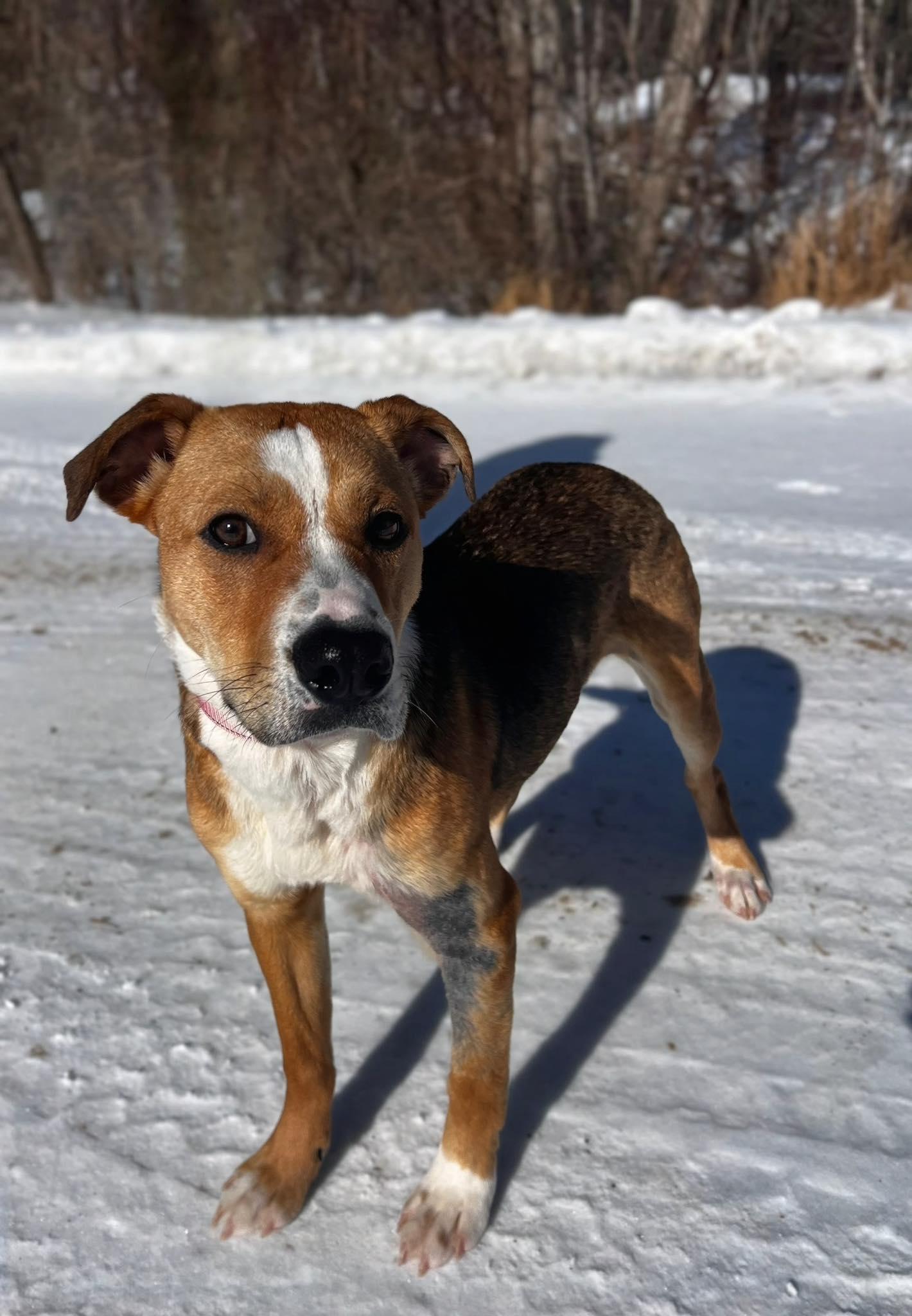 Delilah, a ADOPTABLE Mixed Breed in Pearisburg, VA image 1/2