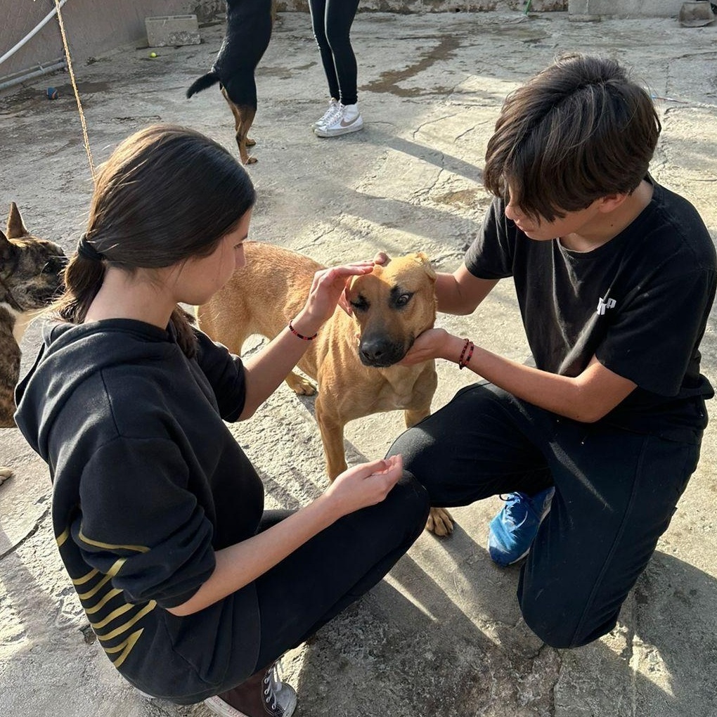 Enlarge Petuka (Honey), a Adoptable mixed breed in Coronado , CA image 1/6