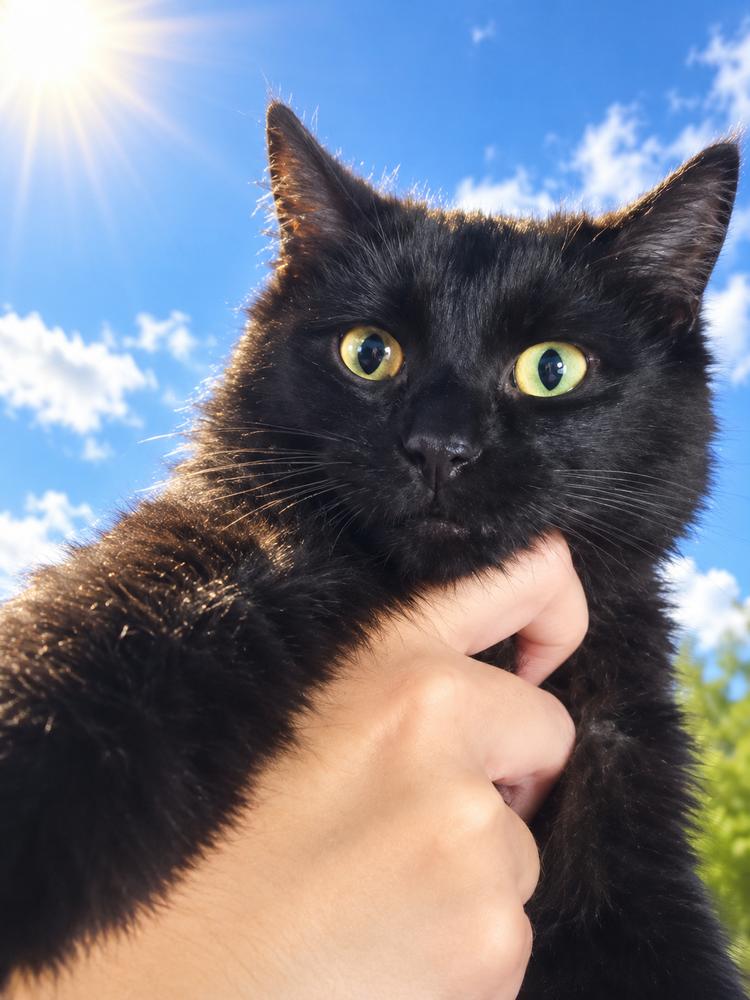 Enlarge Cloud, a Adoptable Domestic Long Hair in Lincoln Park, MI image 1/1