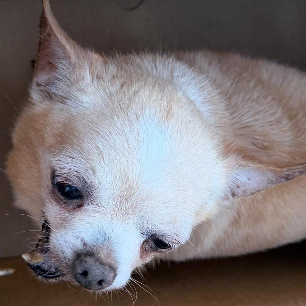 Enlarge Grandpa, a Adoptable Chihuahua in Apple Valley, CA image 1/2
