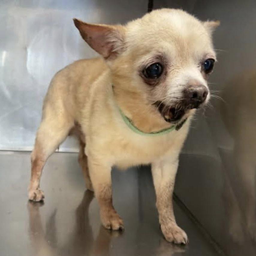 Enlarge Grandpa, a Adoptable Chihuahua in Apple Valley, CA image 2/2