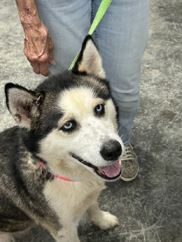 Nova