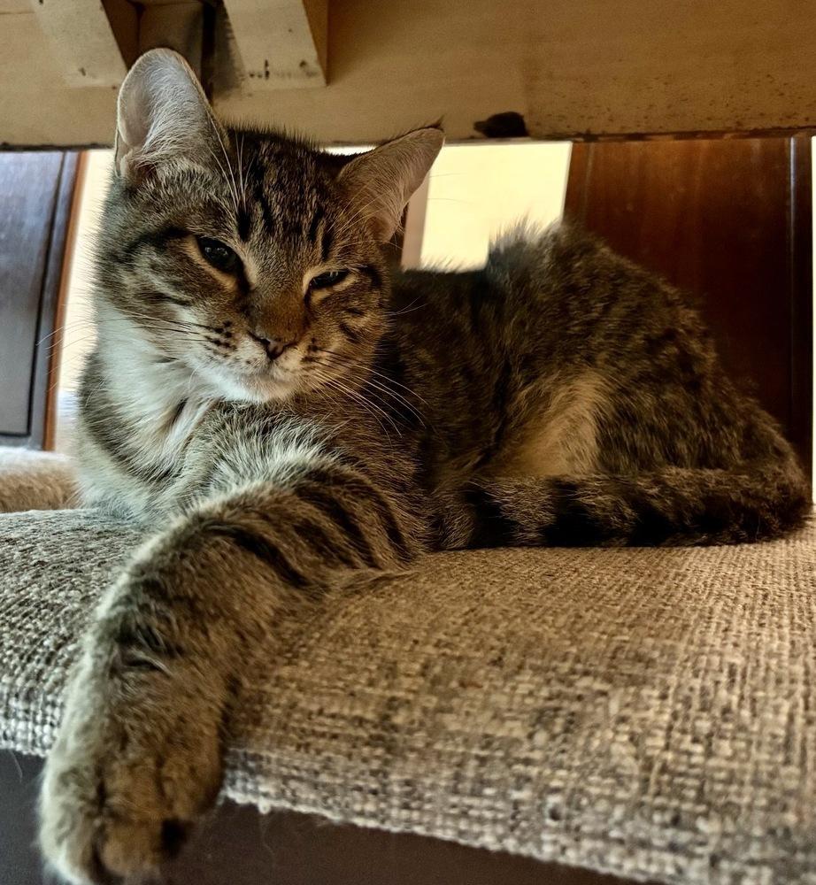 Enlarge Jude, a Adoptable Domestic Short Hair in Lake Wylie, SC image 1/5