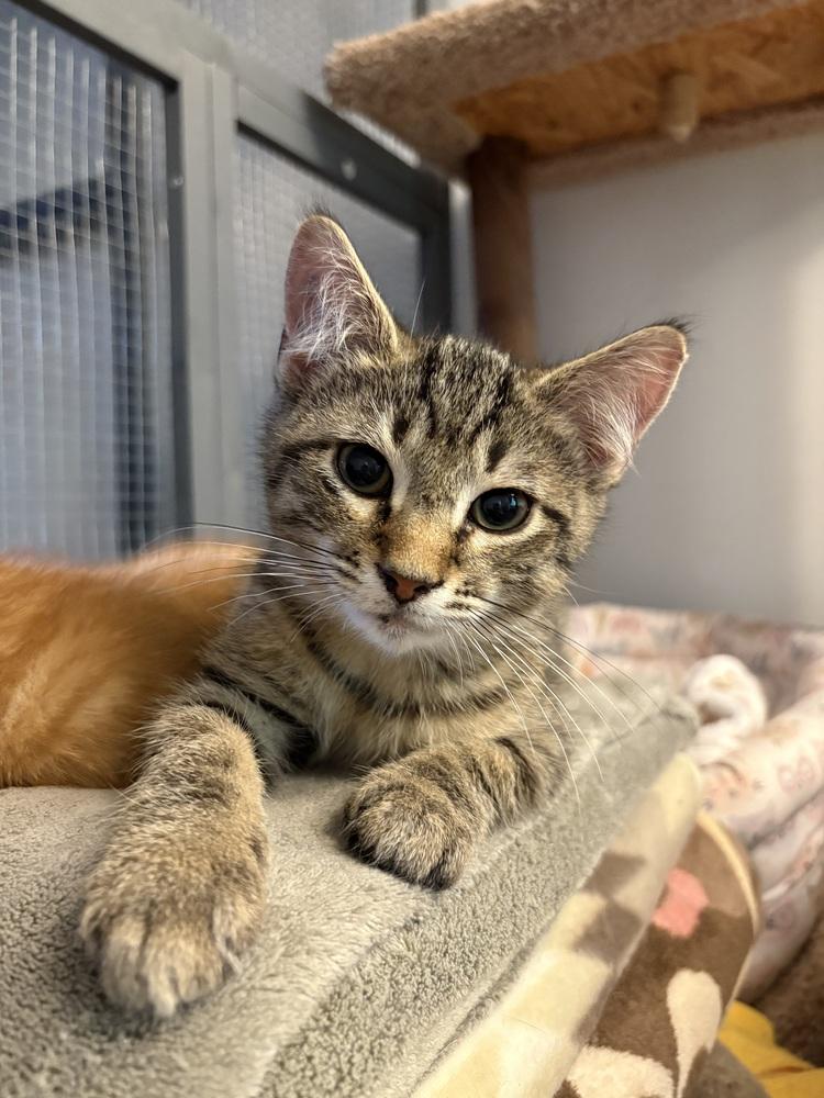 Enlarge Jude, a Adoptable Domestic Short Hair in Lake Wylie, SC image 2/5