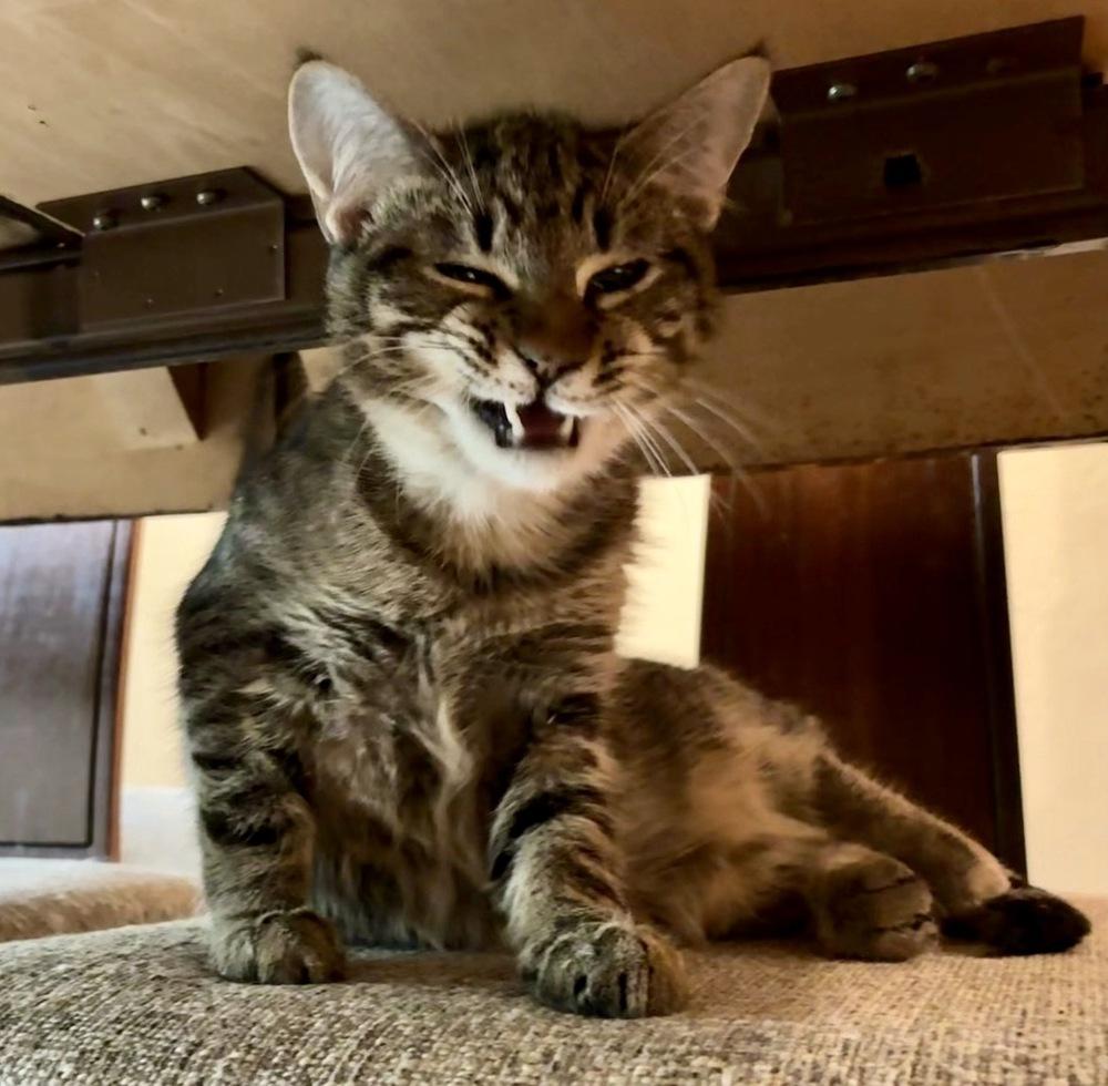 Enlarge Jude, a Adoptable Domestic Short Hair in Lake Wylie, SC image 3/5