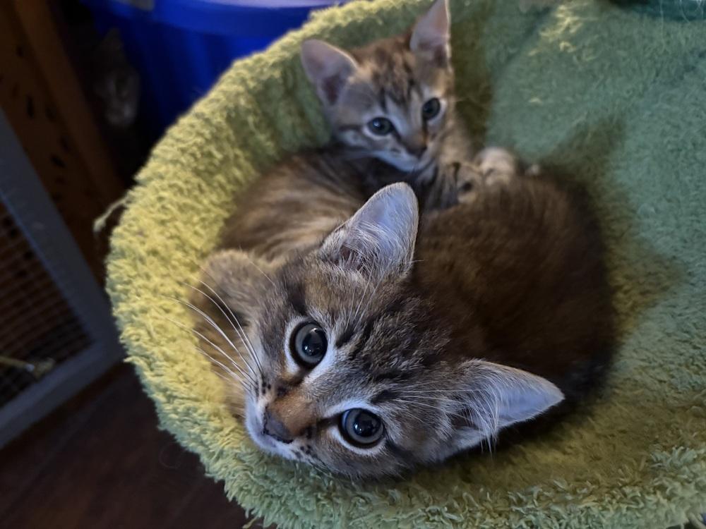 Enlarge Jude, a Adoptable Domestic Short Hair in Lake Wylie, SC image 4/5