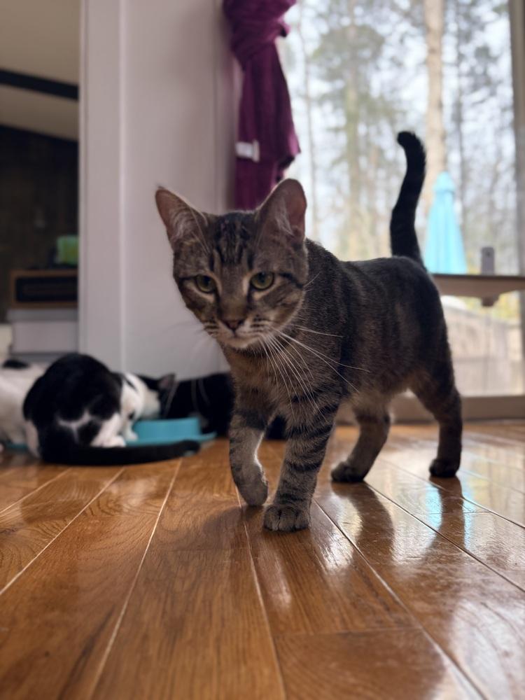 Jude, Adoptable, Young Male Domestic Short Hair.