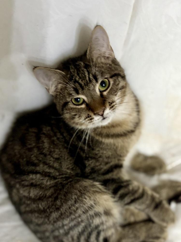 Enlarge Jude, a Adoptable Domestic Short Hair in Lake Wylie, SC image 5/5