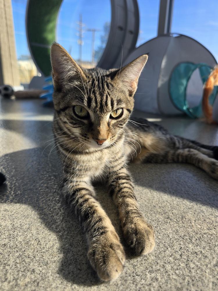 Tabbytha, Adoptable, Kitten Female Domestic Short Hair.