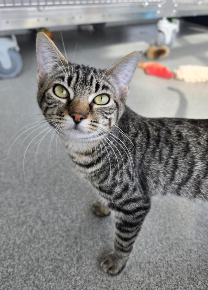 Tabbytha, Adoptable, Kitten Female Domestic Short Hair.