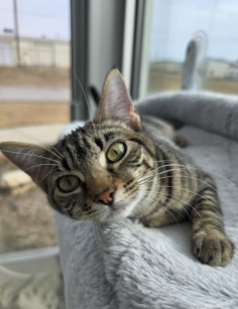 Enlarge Tabbytha, a Adoptable mixed breed in Wellington, KS image 3/6