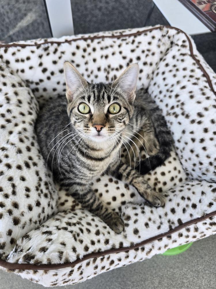 Enlarge Tabbytha, a Adoptable mixed breed in Wellington, KS image 4/6