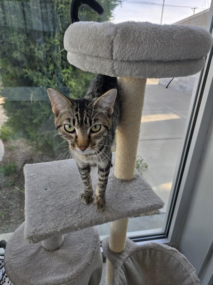 Enlarge Tabbytha, a Adoptable mixed breed in Wellington, KS image 5/6