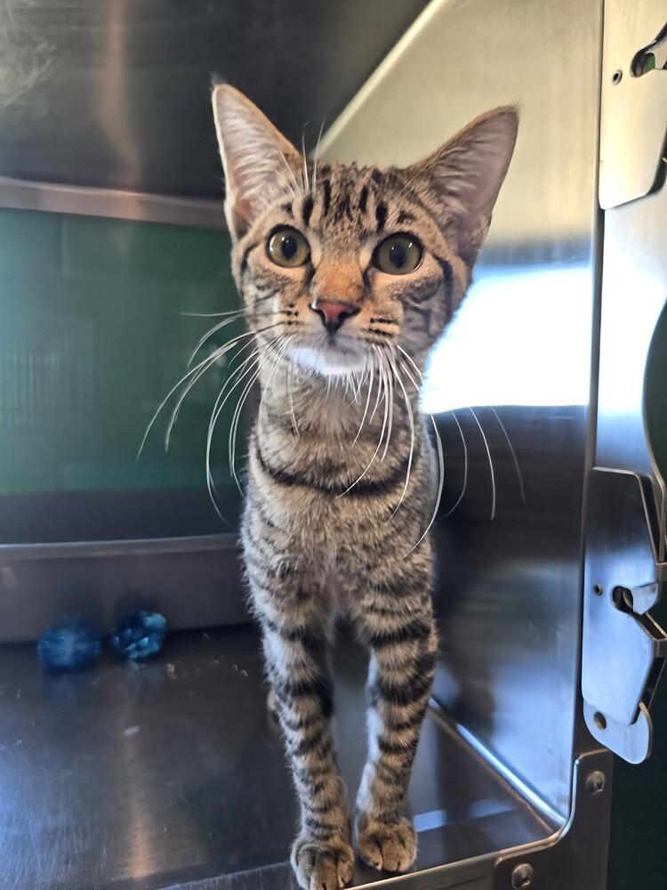 Enlarge Tabbytha, a Adoptable mixed breed in Wellington, KS image 6/6